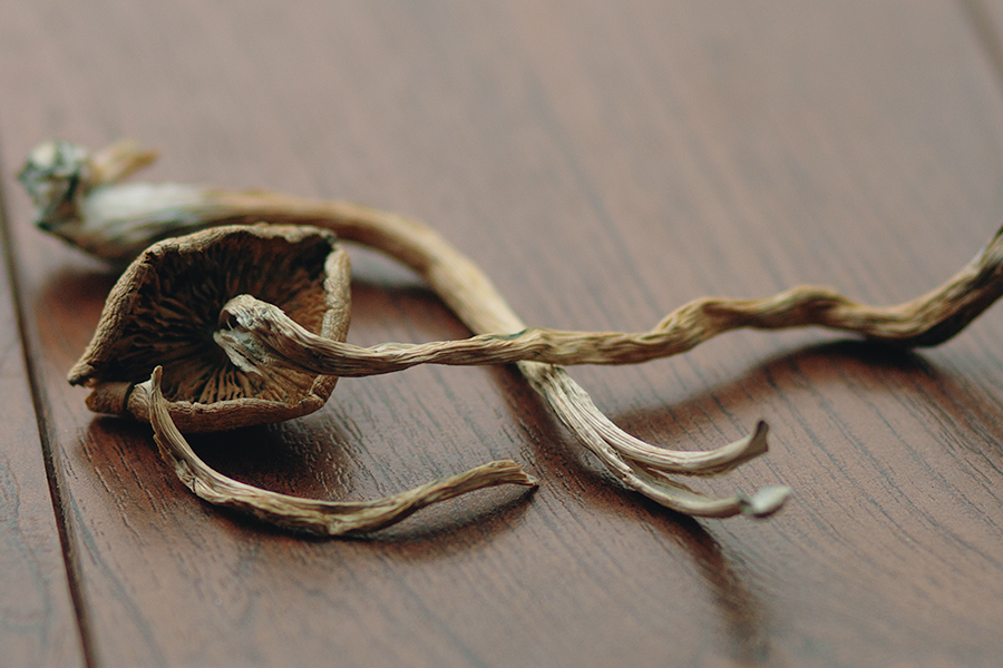 dried mushrooms
